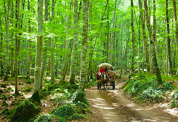 04-sortida-olot